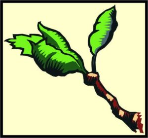 ArborSoftWorx